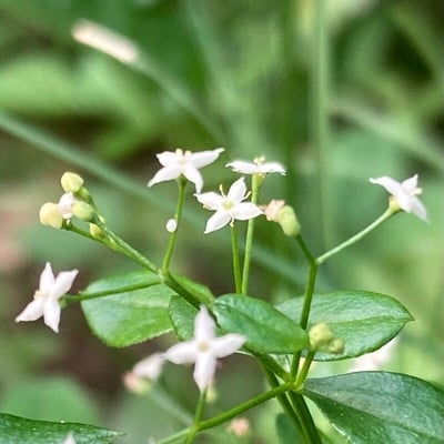 Rubia tinctorum — flower