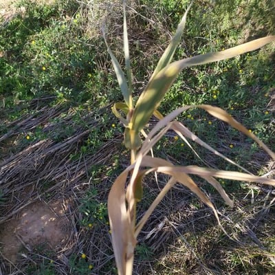 Festuca halleri — leaf