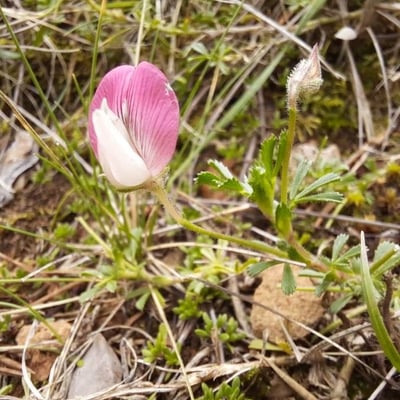 Ononis cristata — flower