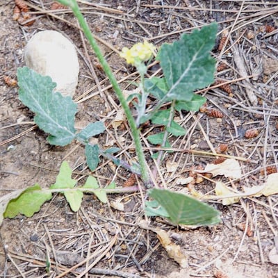 Hirschfeldia incana — flower