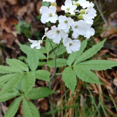 Cardamine heptaphylla — flower