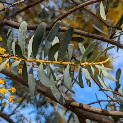 Acacia decora — leaf