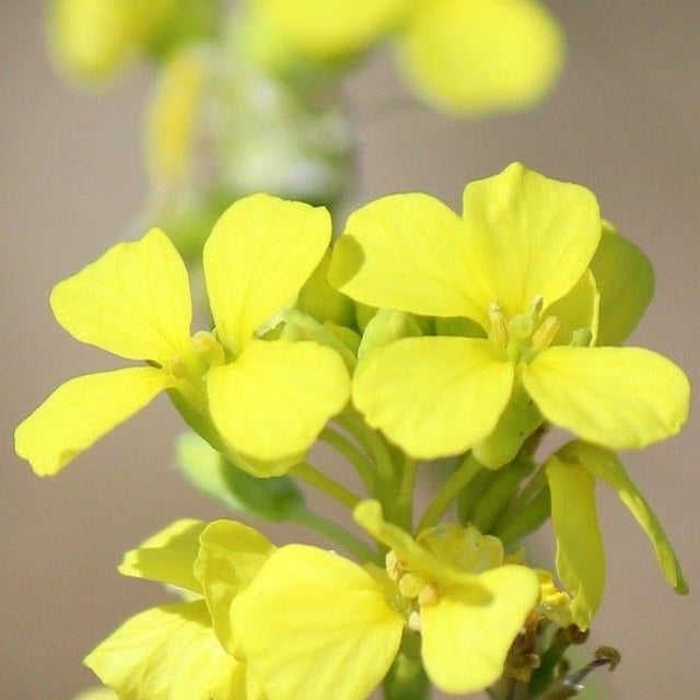 Rapistrum rugosum — flower
