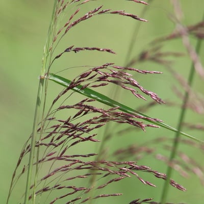 Tridens flavus — flower