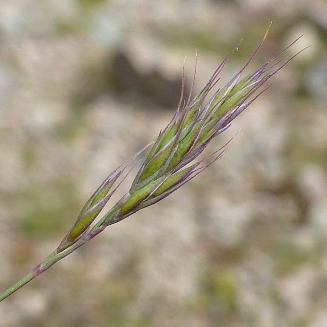 Festuca halleri — flower