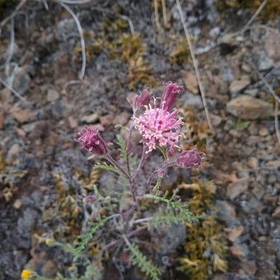 Chaenactis douglasii — flower