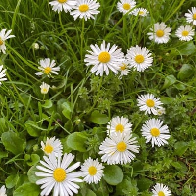 Bellis annua — flower