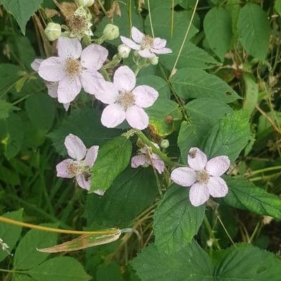 Rubus odoratus — flower