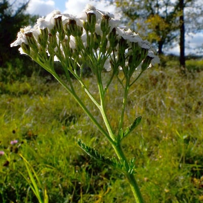 Achillea collina — flower