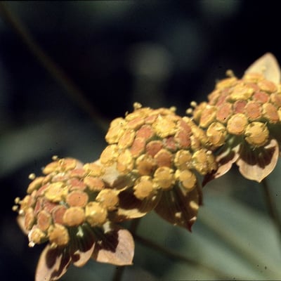 Bupleurum ranunculoides — flower