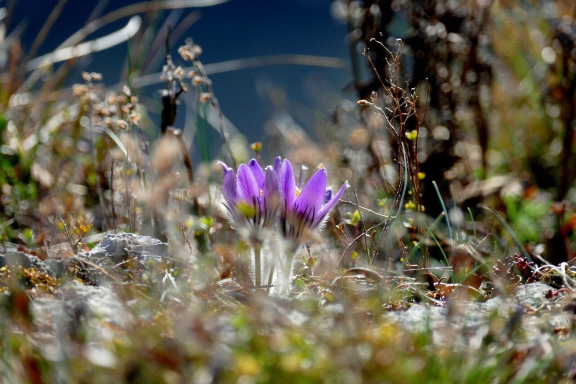 Greater pasque flower