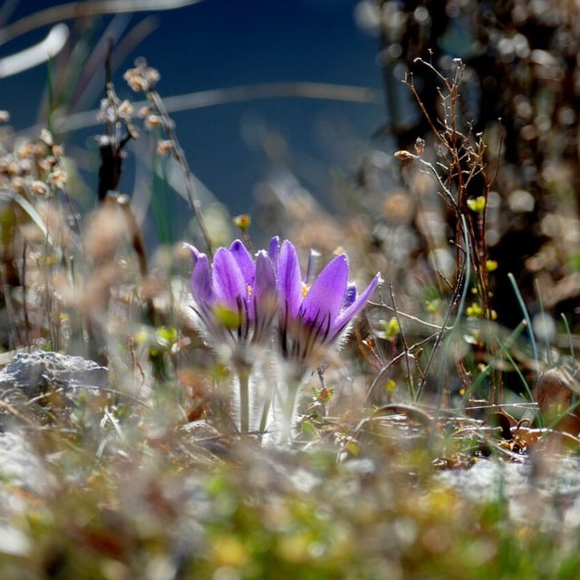 Greater pasque flower