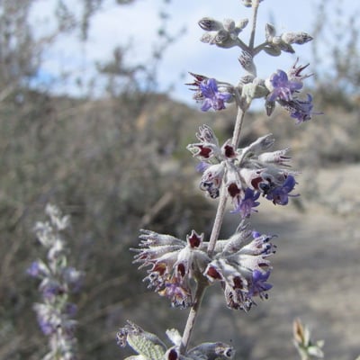 Condea emoryi — flower