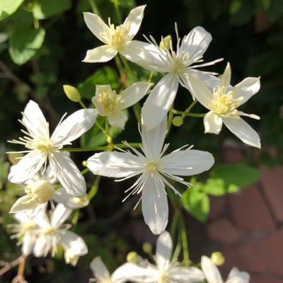 Clematis terniflora — flower