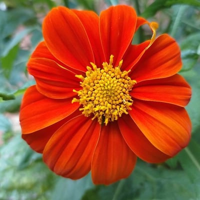 Tithonia rotundifolia — flower