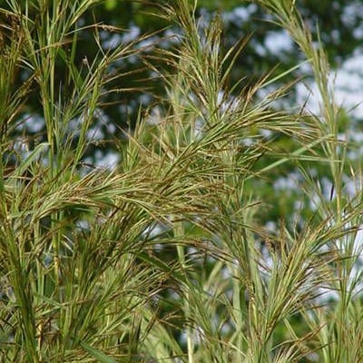Hyparrhenia rufa — habit
