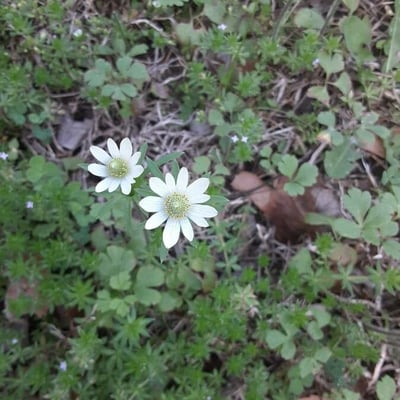 Anemone berlandieri — flower