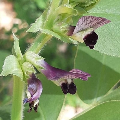 Vicia narbonensis — flower