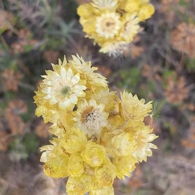 Helichrysum stoechas — flower