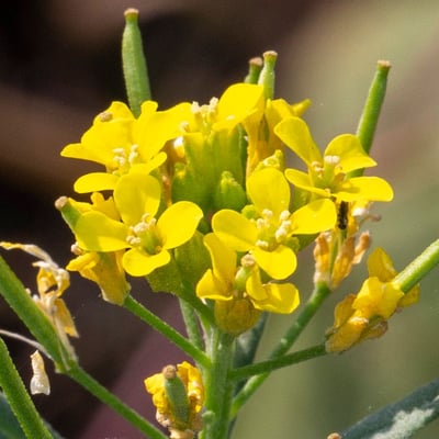 Erysimum cheiranthoides — flower