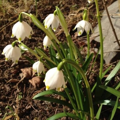 Leucojum vernum — flower