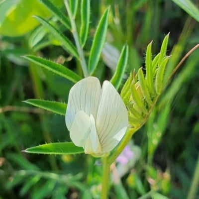 Vicia lutea — flower