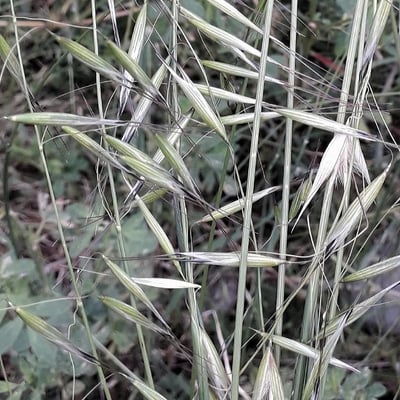 Avena fatua — flower