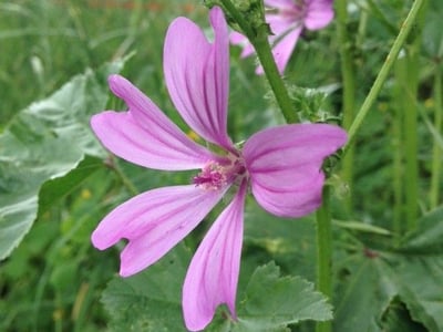 Blue mallow