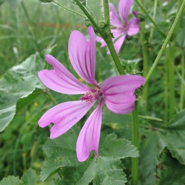 Blue mallow