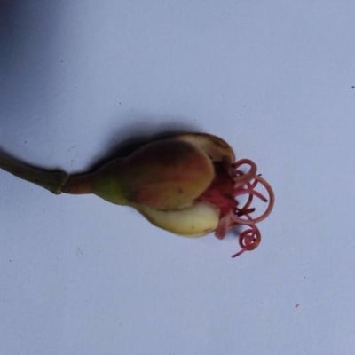 Eperua falcata — flower