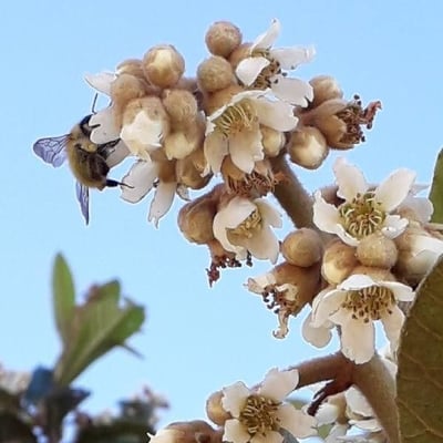 Eriobotrya japonica — flower