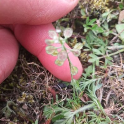Teesdalia nudicaulis — fruit