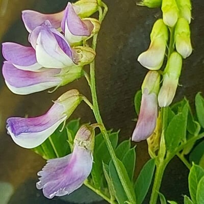 Vicia cassubica — flower