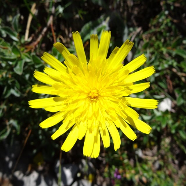 Hieracium piliferum — flower
