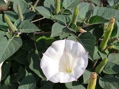 Hairy thorn-apple