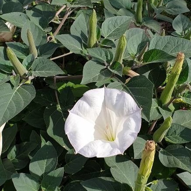 Datura wrightii — flower