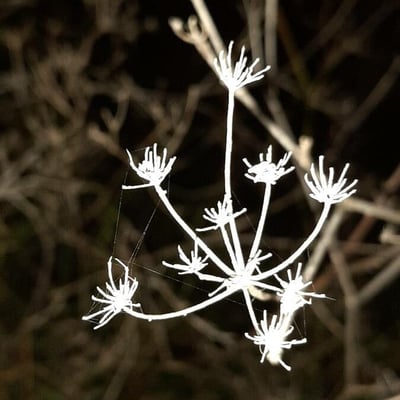 Seseli tortuosum — flower