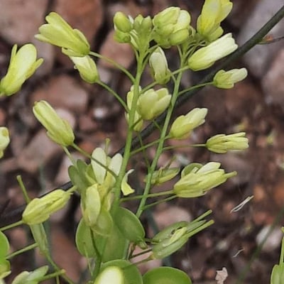 Biscutella laevigata — flower