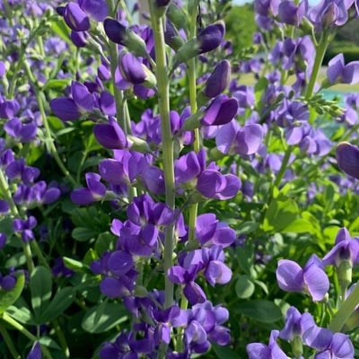 Baptisia australis — flower