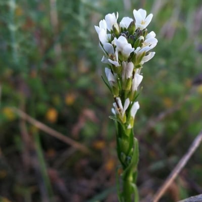 Arabis planisiliqua — flower