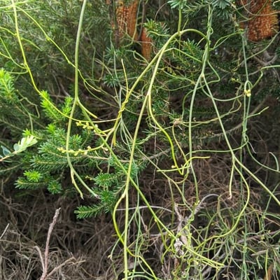 Cassytha glabella — habit