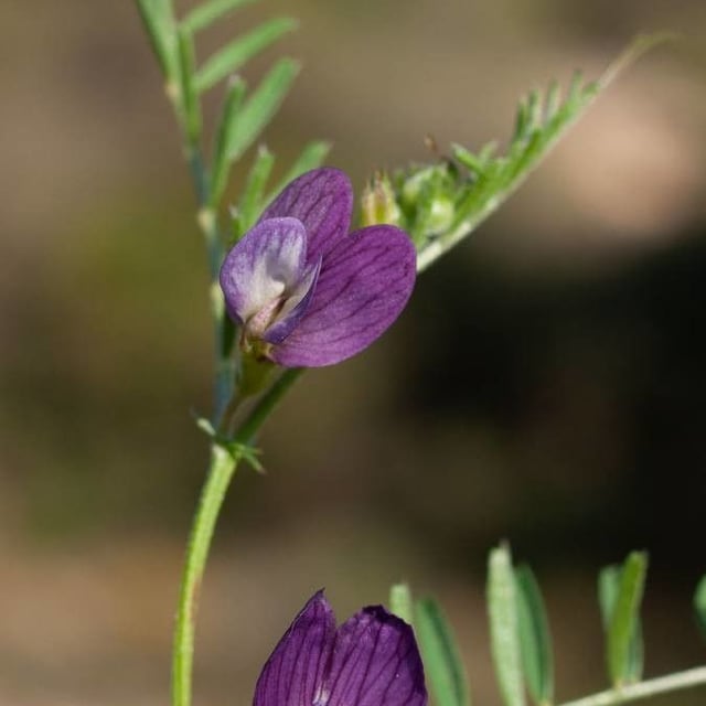 Vicia peregrina — flower