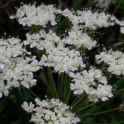 Laserpitium gallicum — flower