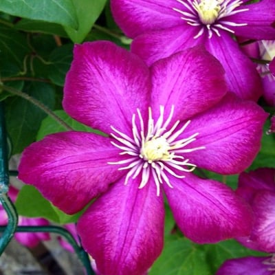Clematis viticella — flower