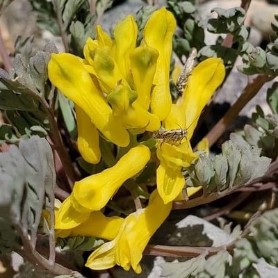 Corydalis aurea — flower