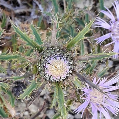 Atractylis humilis — flower