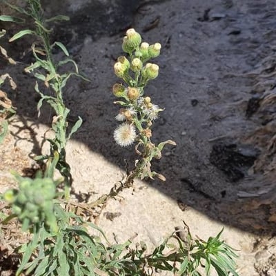Erigeron bonariensis — flower