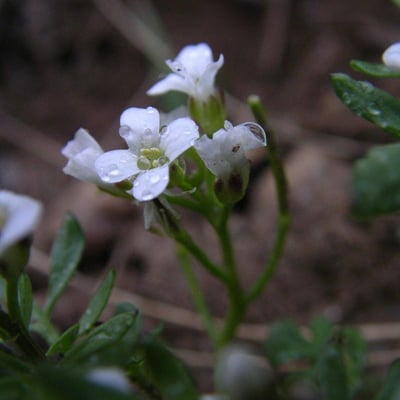 Murbeckiella pinnatifida — flower