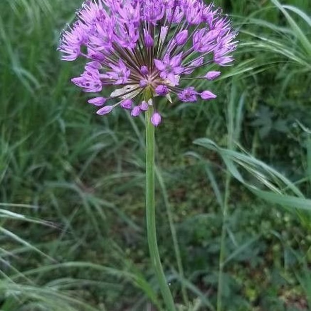 Allium flavum — flower
