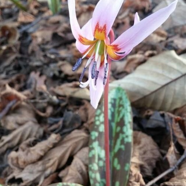Erythronium dens-canis — flower